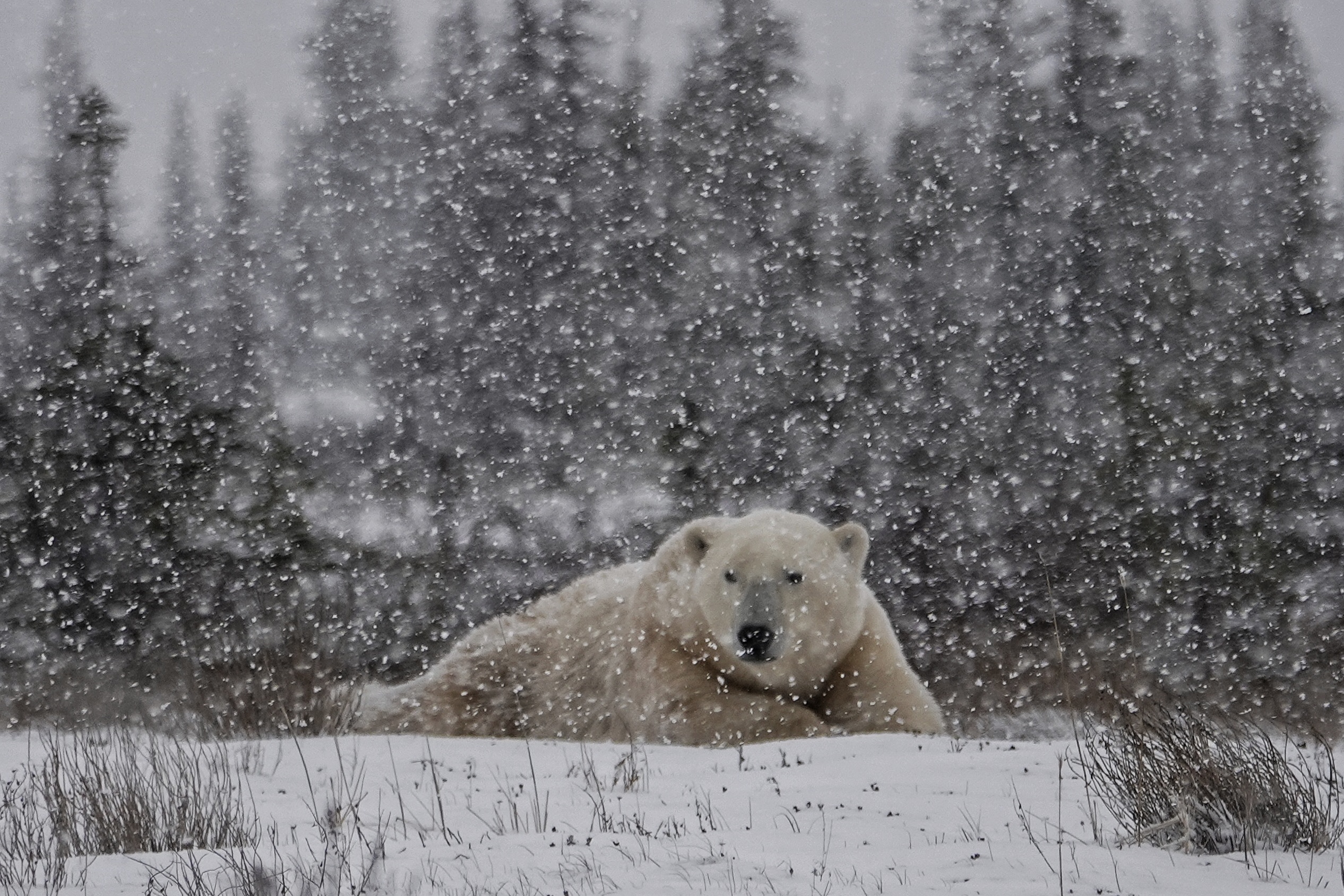 Ours polaire dans la neige qui tombe